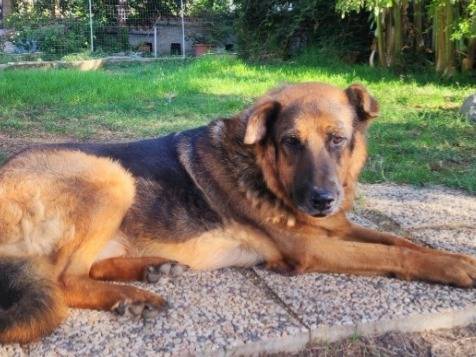Adozione cane, maschio, Razza sconosciuta Razza sconosciuta, 11 anni e 3 mesi, taglia grande, Roma