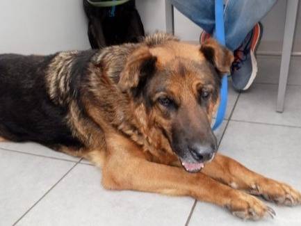 Adotta un cane, maschio, 11 anni e 3 mesi, Roma