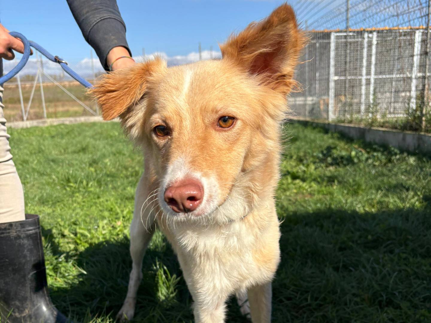 Adozione cane, maschio, Razza sconosciuta Razza sconosciuta, 1 anno e 3 mesi, taglia piccola, Frosinone