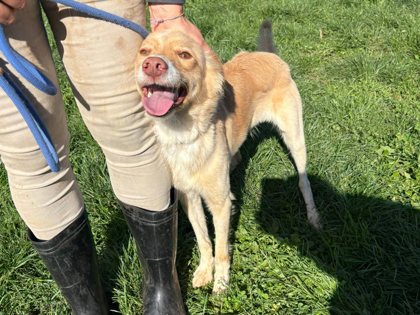Adotta un cane, maschio, 1 anno e 3 mesi, Frosinone