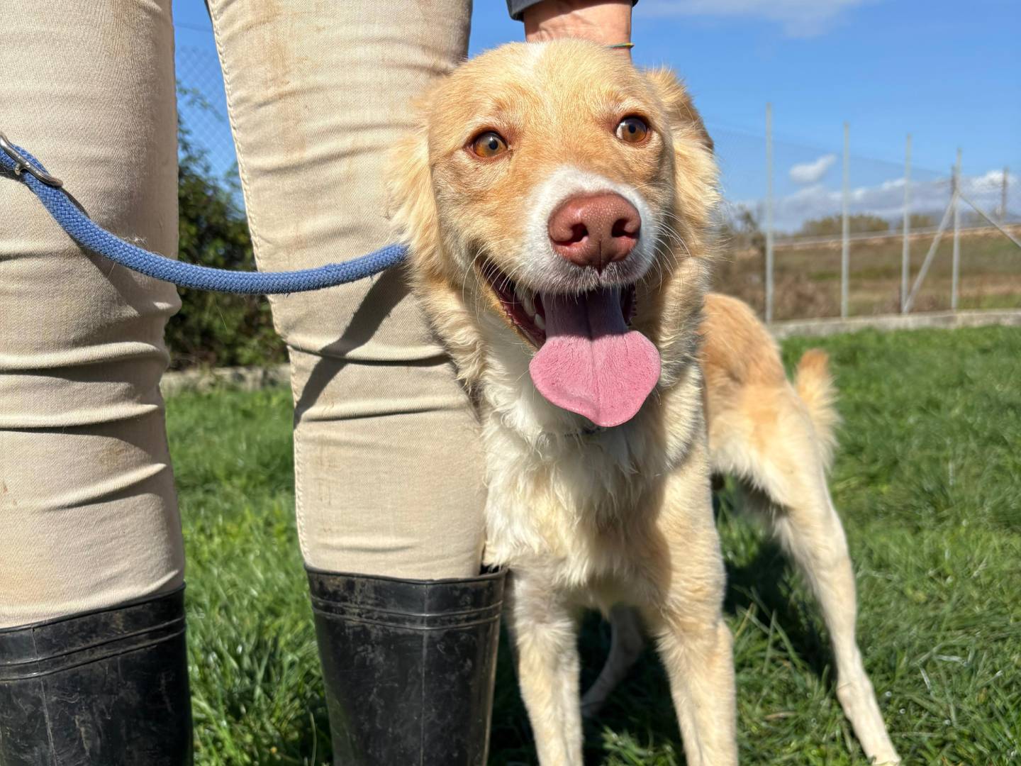 Adotta un cane, taglia piccola, maschio, Frosinone
