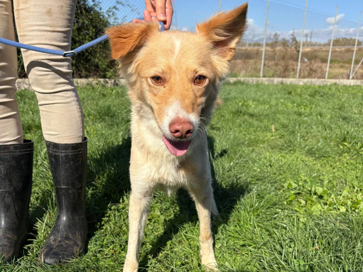 Vuoi adottare un cane a Frosinone?