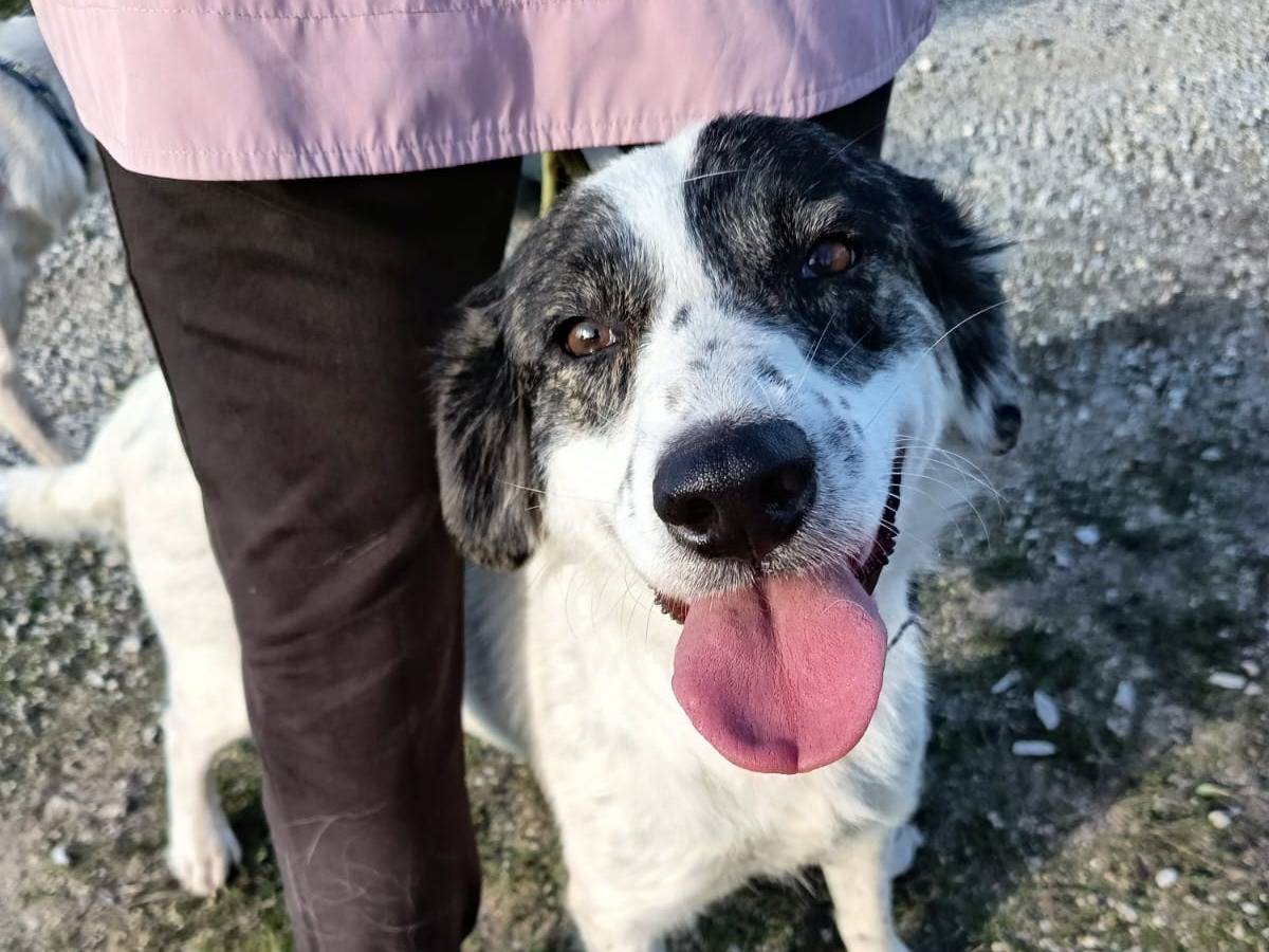 Adozione cane, femmina, Razza sconosciuta Razza sconosciuta, 1 anno e 6 mesi, taglia media, Vibo
