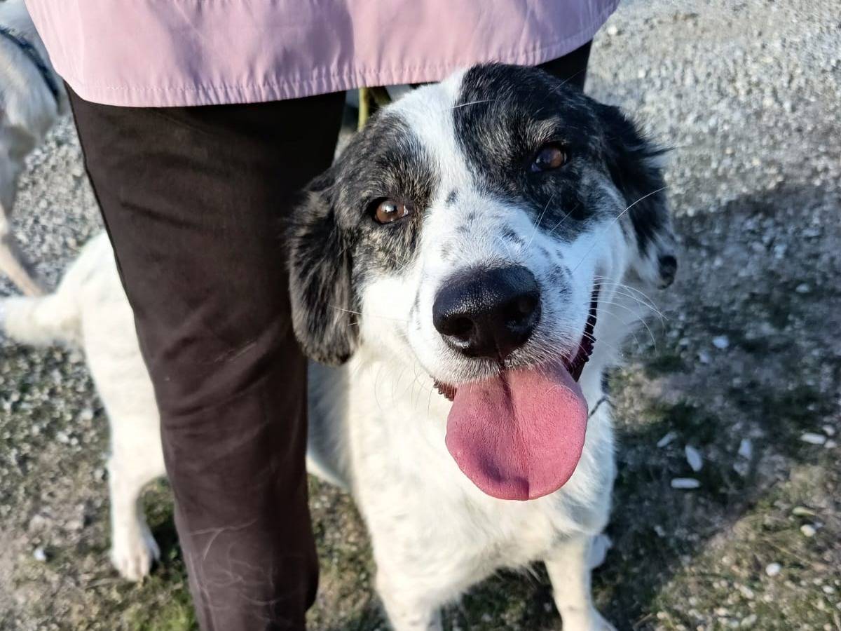 Adotta un cane, femmina, 1 anno e 6 mesi, Vibo
