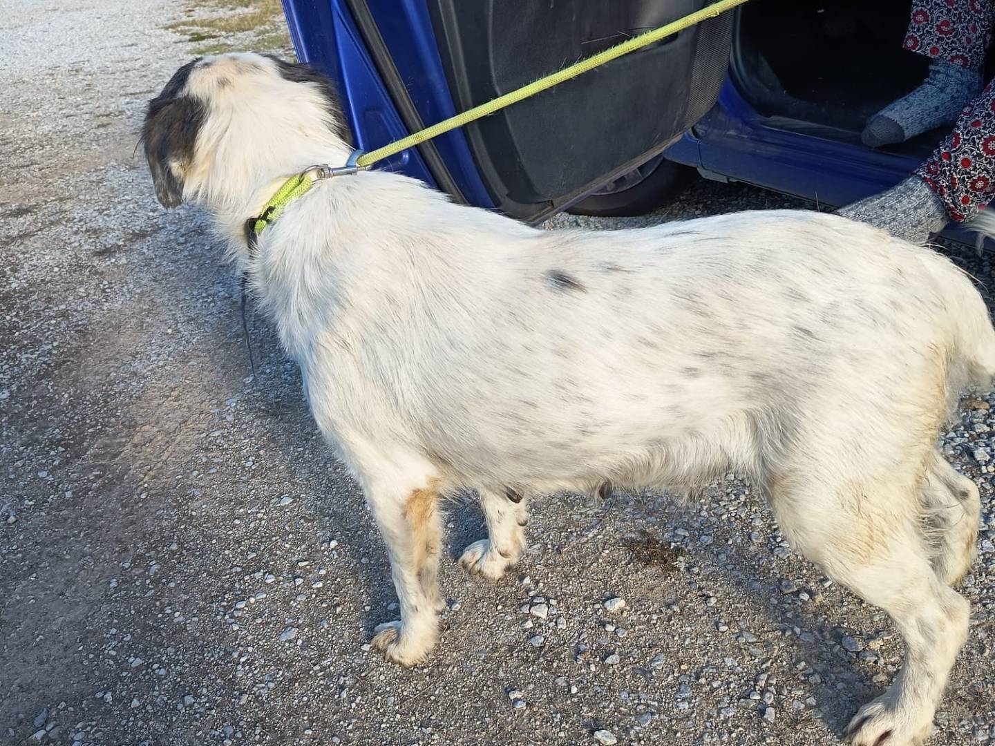 Adotta un cane, taglia media, femmina, Vibo