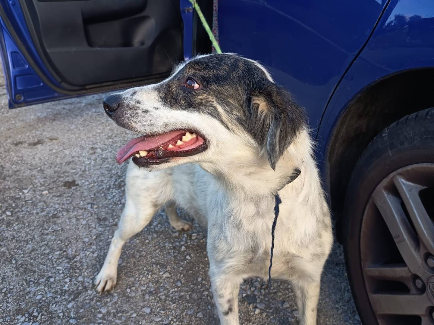 Vuoi adottare un cane a Vibo?