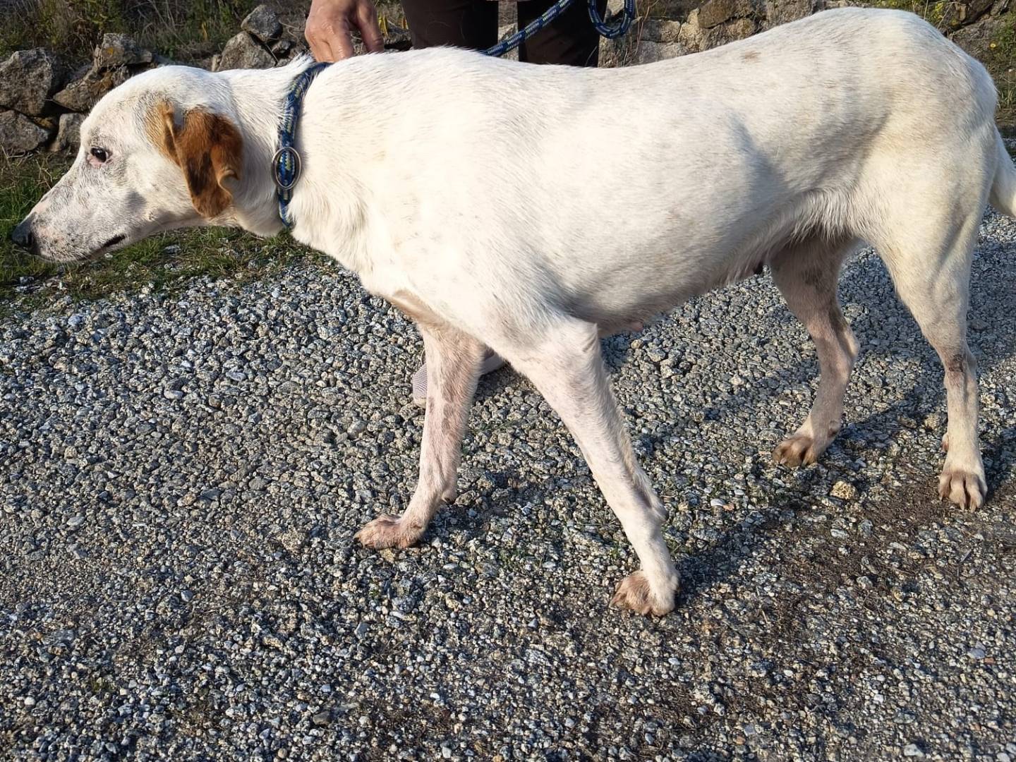 Adotta un cane, femmina, 2 anni e 6 mesi, Vibo