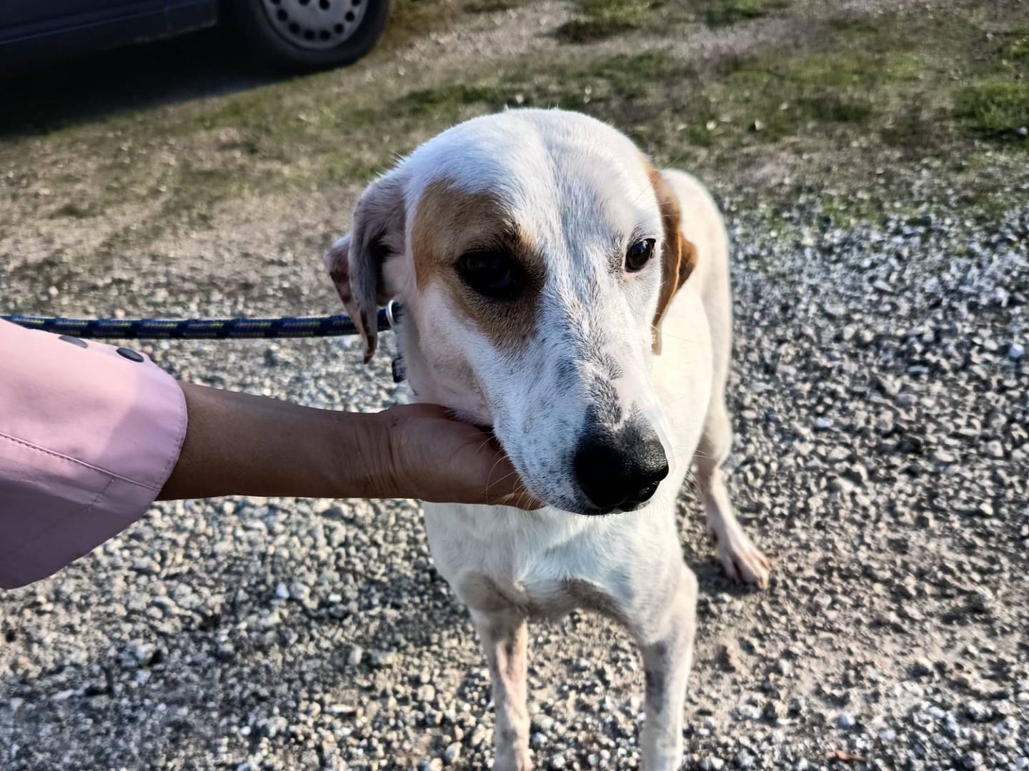 Vuoi adottare un cane a Vibo?