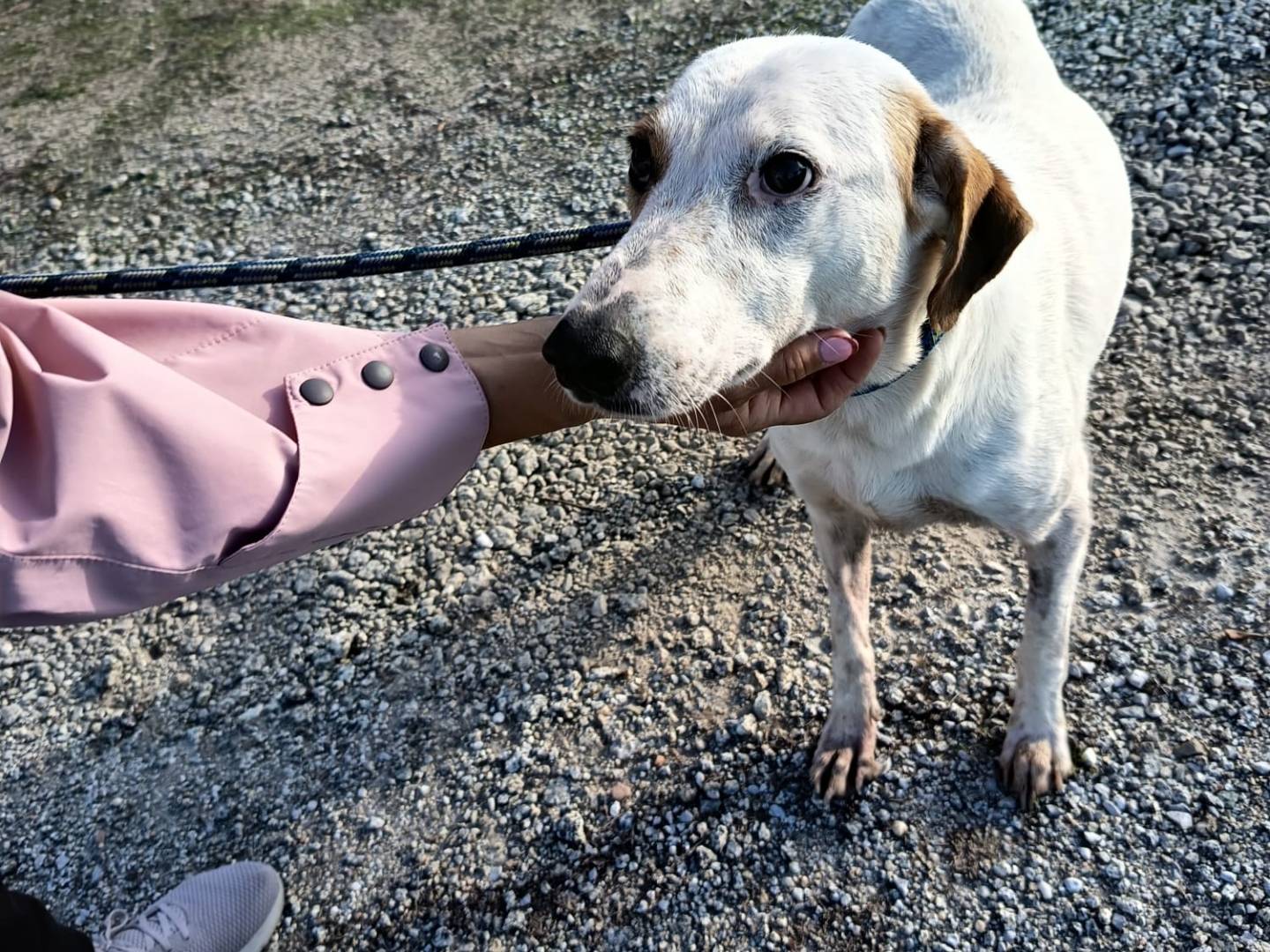 Adotta il cane DINA a Vibo