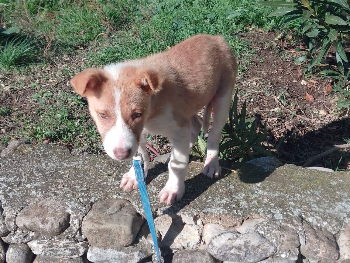 Adotta un cane, maschio, 3 mesi, Avellino