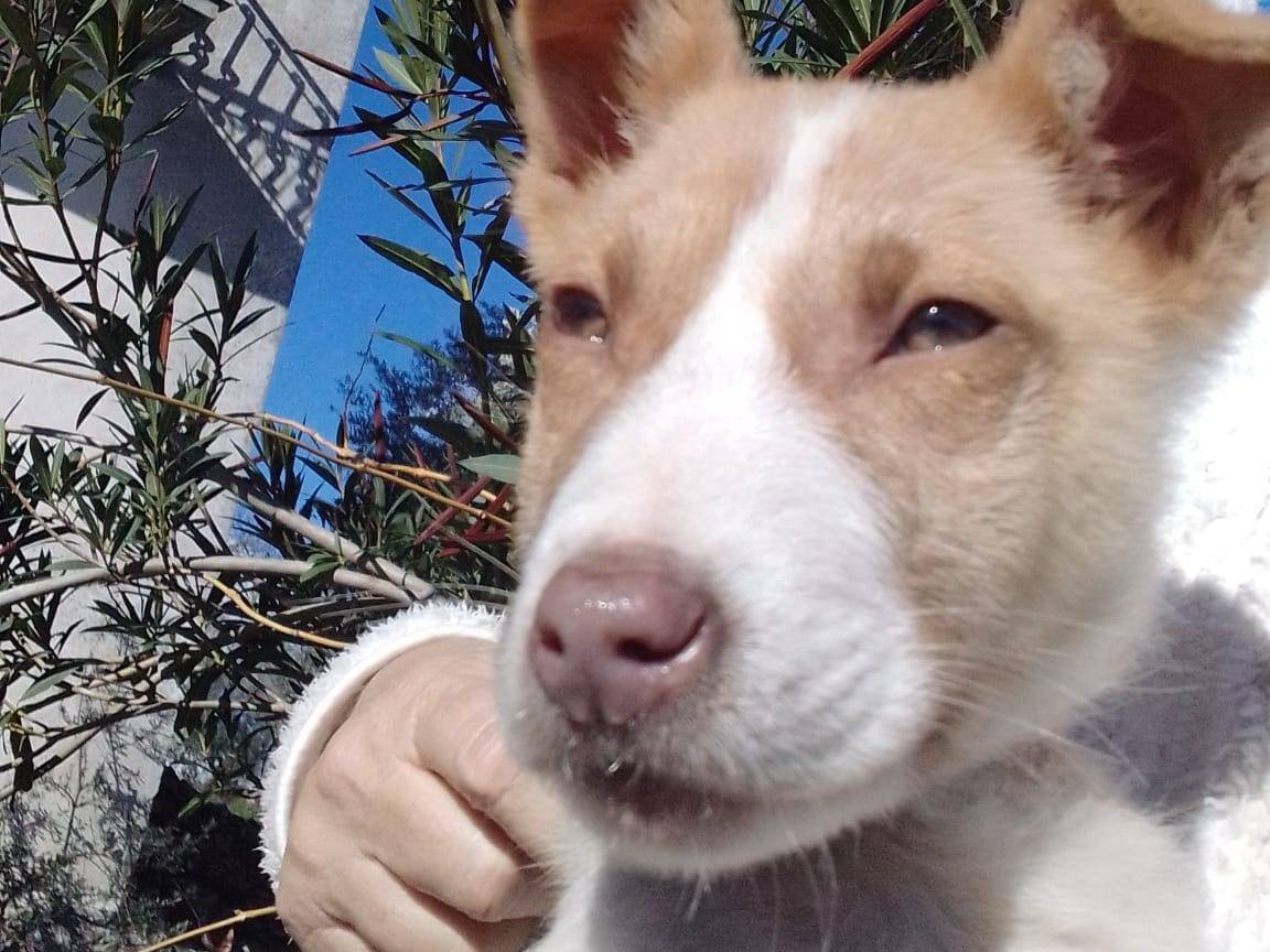 Adotta un cane, taglia media, maschio, Avellino