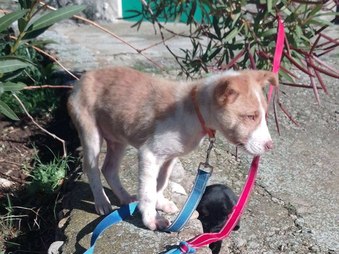 Vuoi adottare un cane a Avellino?