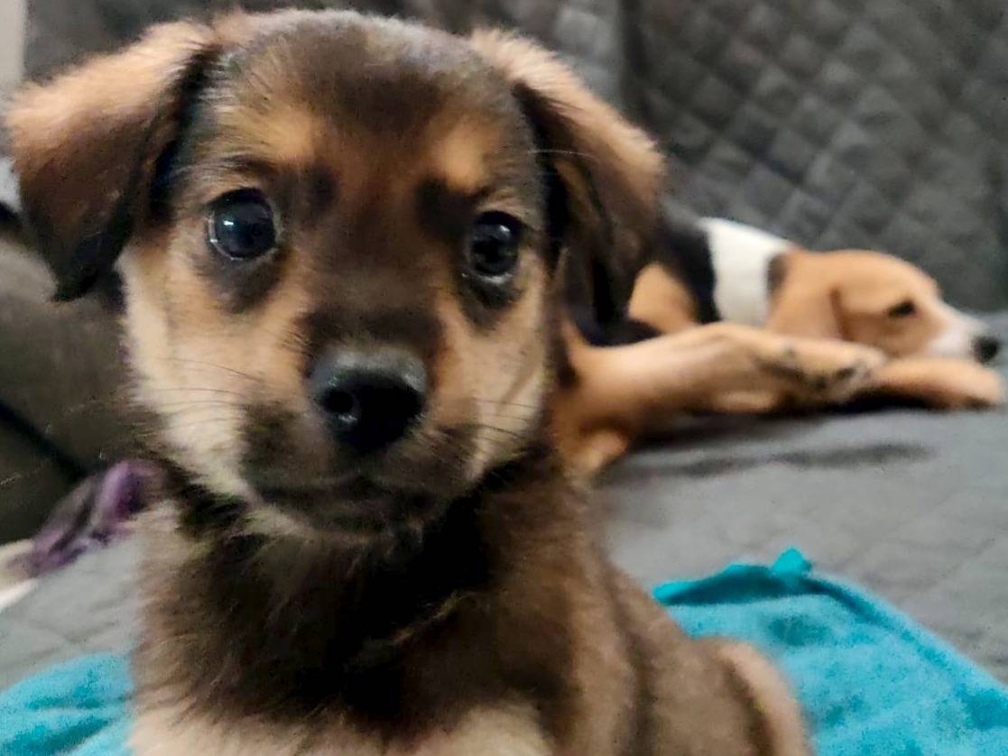 Adotta un cane, maschio, 2 mesi, Firenze