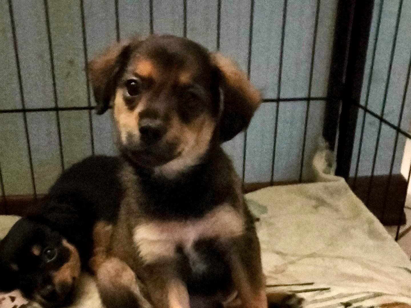 Adotta un cane, taglia piccola, maschio, Firenze