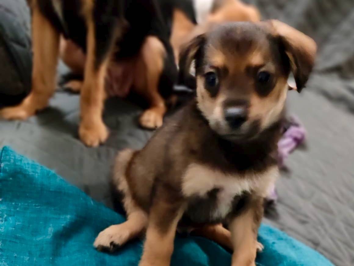 Vuoi adottare un cane a Firenze?