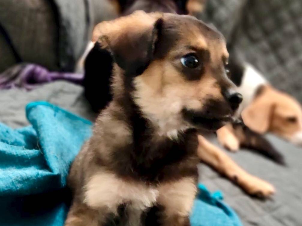 Adozione cane, maschio, Razza sconosciuta Razza sconosciuta, 2 mesi, taglia piccola, Firenze