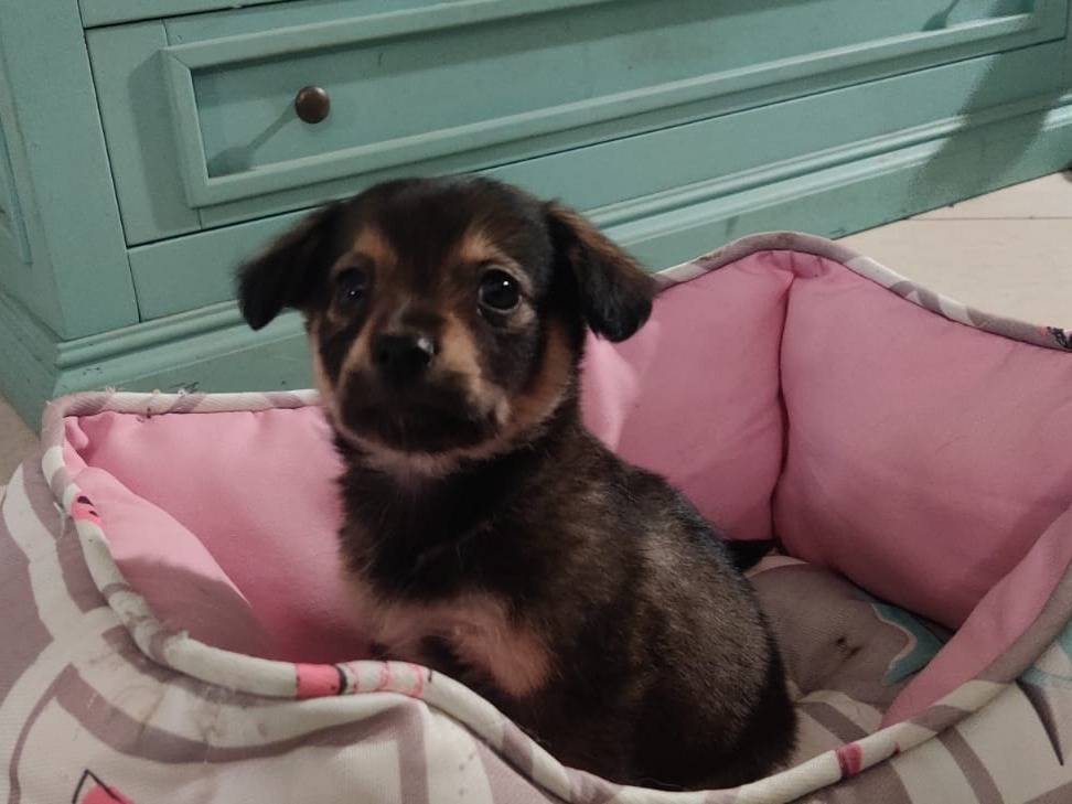 Adotta il cane Milo a Firenze