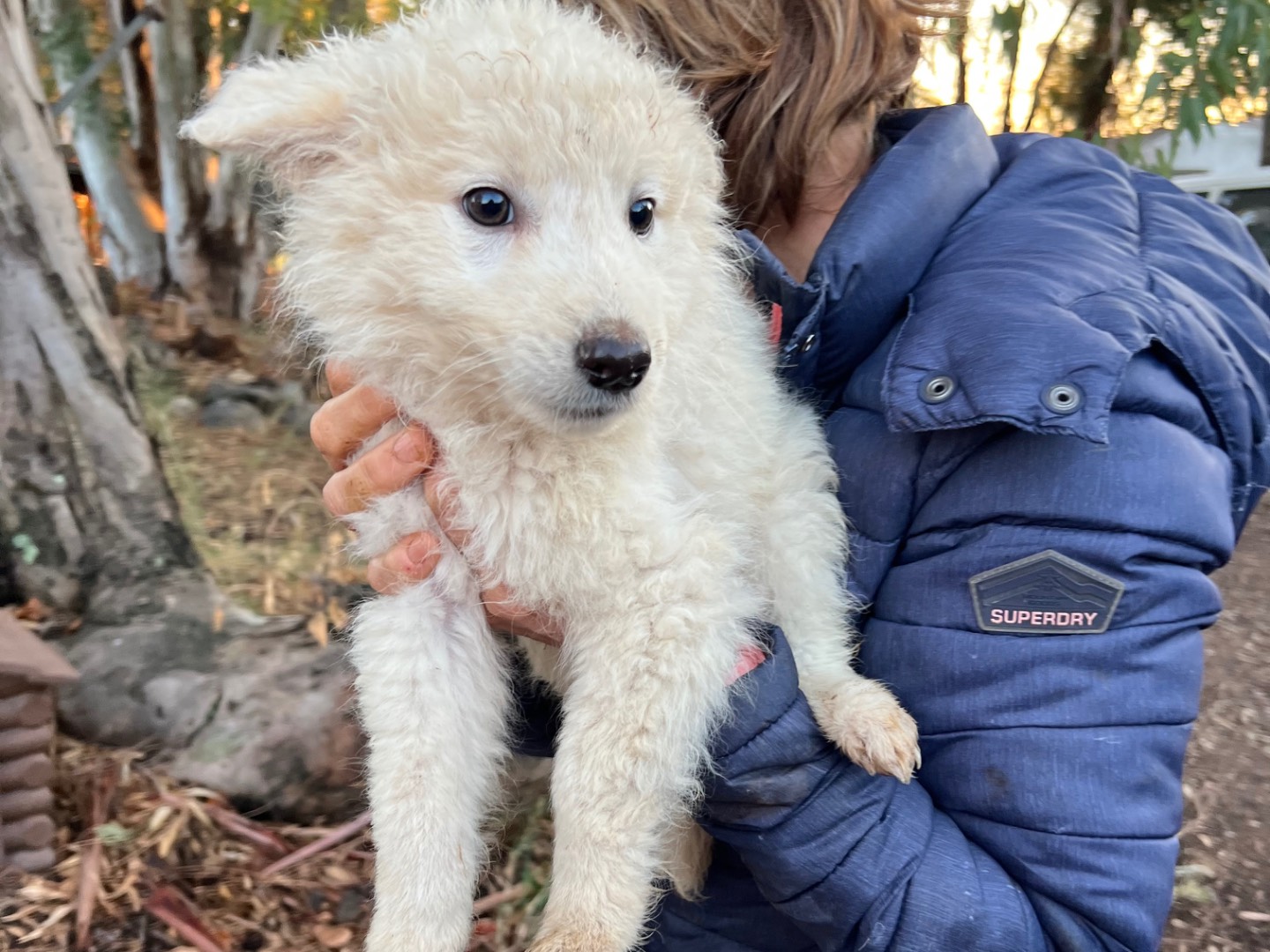 Adozione cane, femmina, Pastore maremmano Razza sconosciuta, 4 mesi, taglia media, Roma