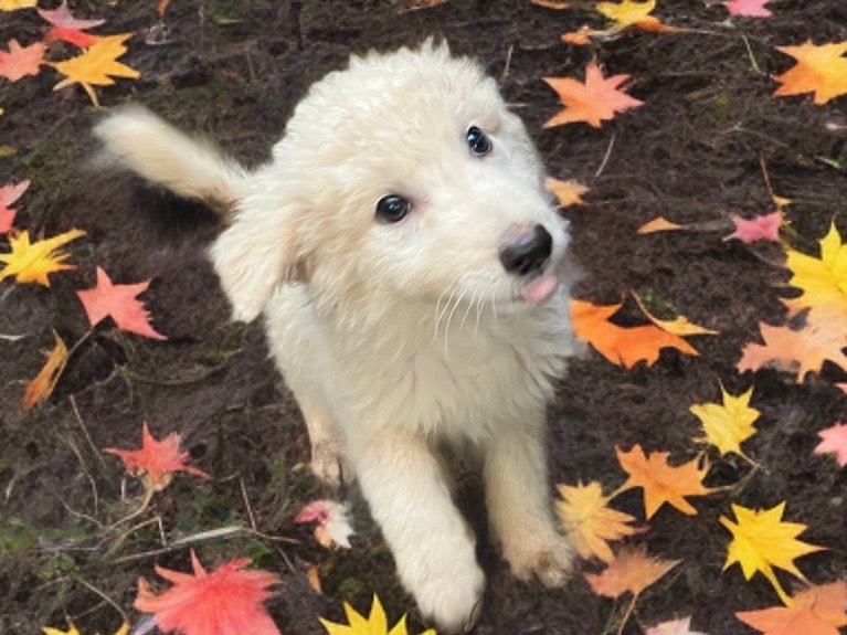 Adotta un cane, femmina, 4 mesi, Roma