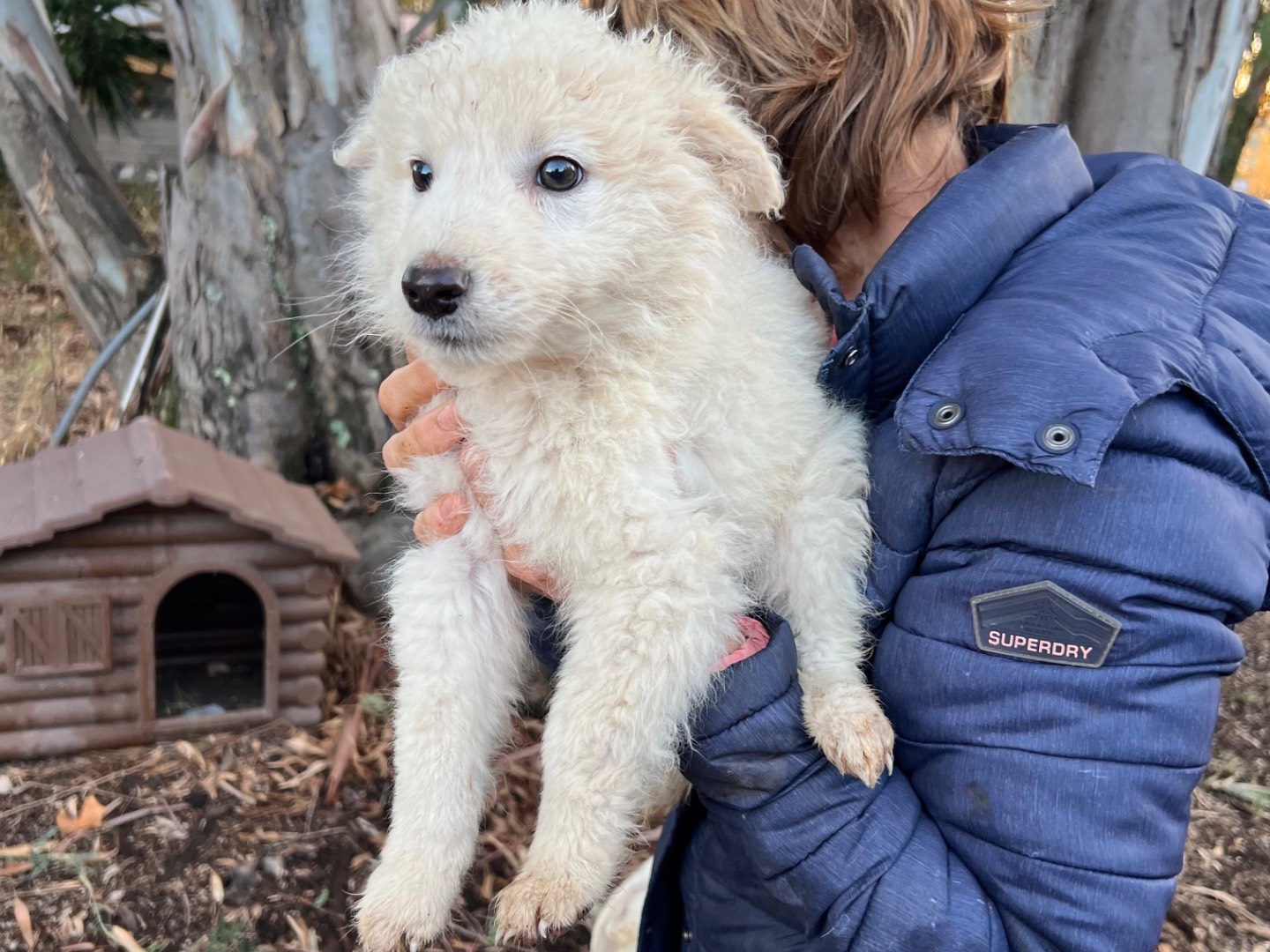 Adotta un cane, taglia media, femmina, Roma