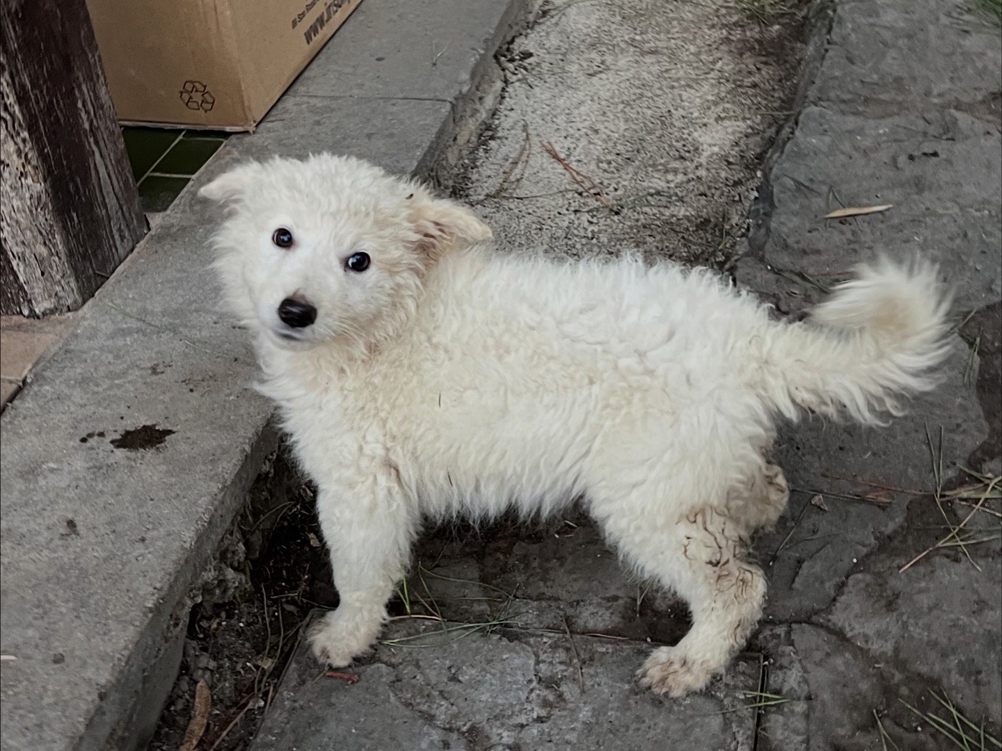 Vuoi adottare un cane a Roma?