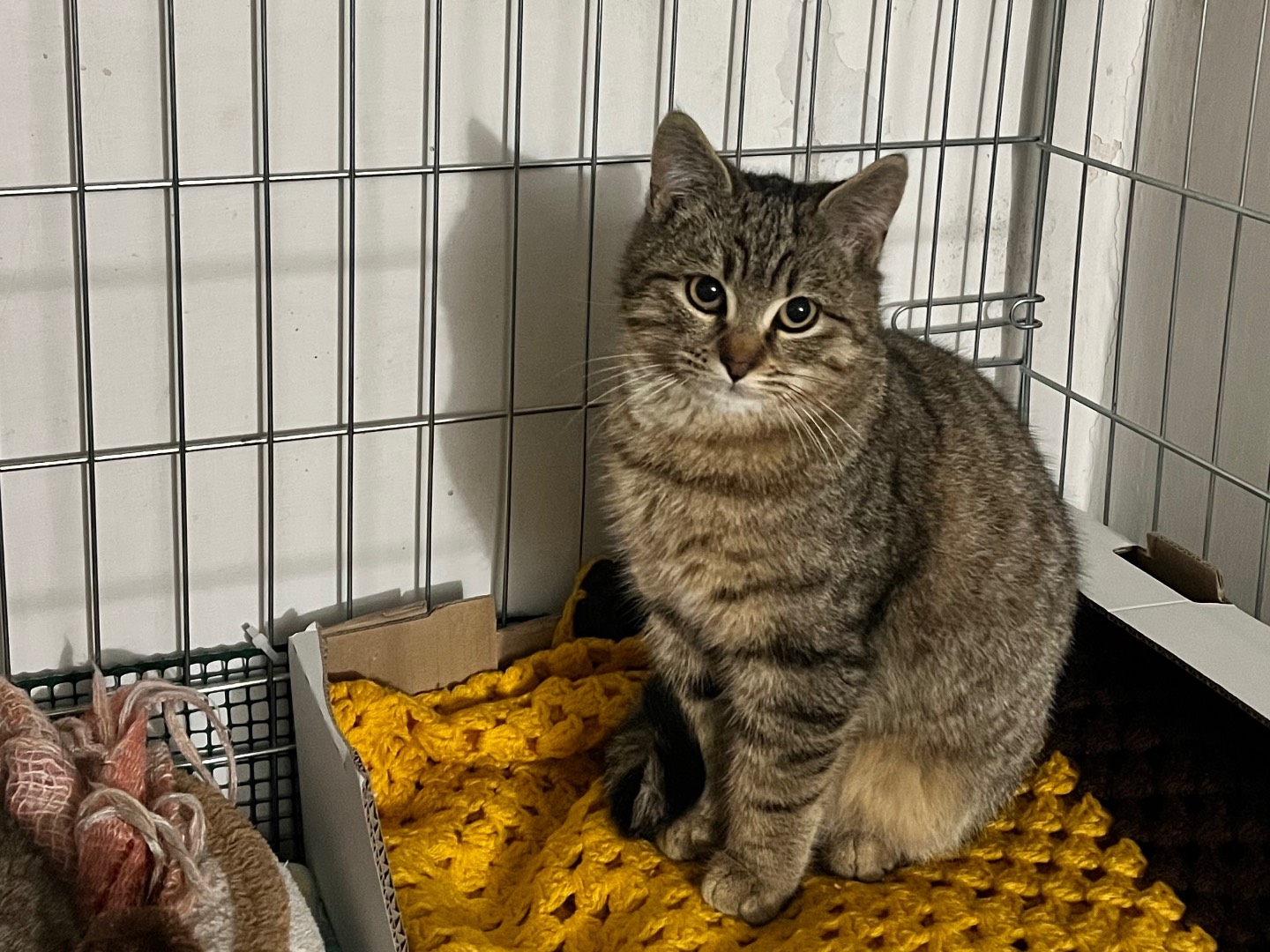 Adozione gatto, maschio, Razza sconosciuta Razza sconosciuta, 4 mesi, taglia non valida, Padova