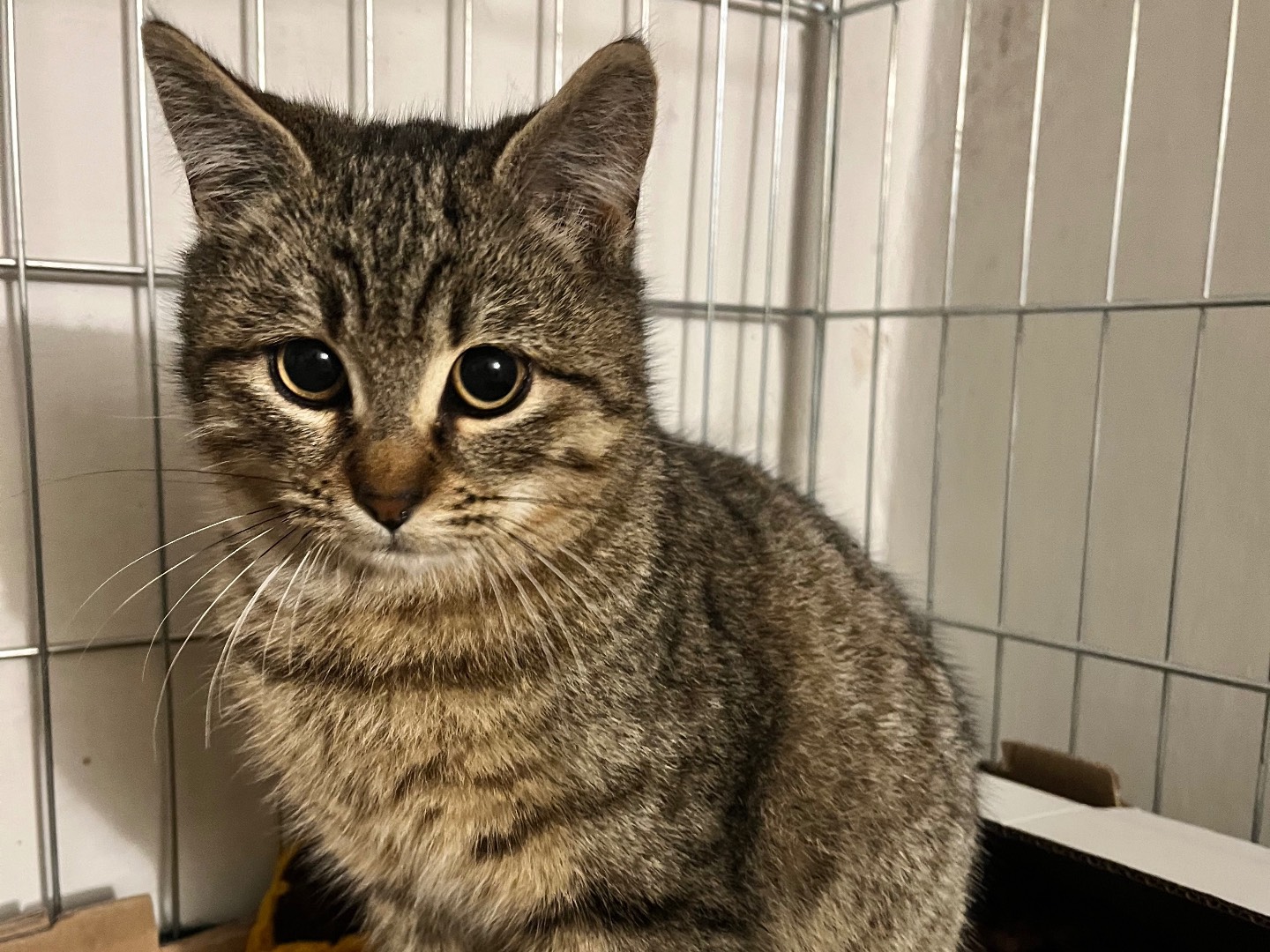 Adotta un gatto, maschio, 4 mesi, Padova