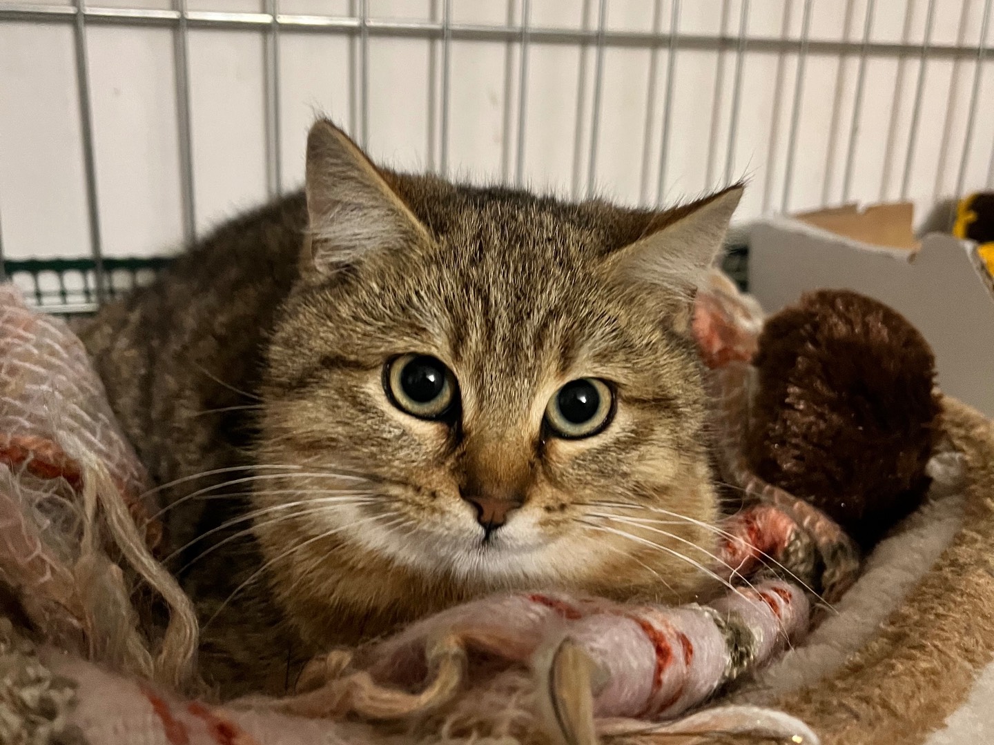 Adozione gatto, femmina, Razza sconosciuta Razza sconosciuta, 4 mesi, taglia non valida, Padova