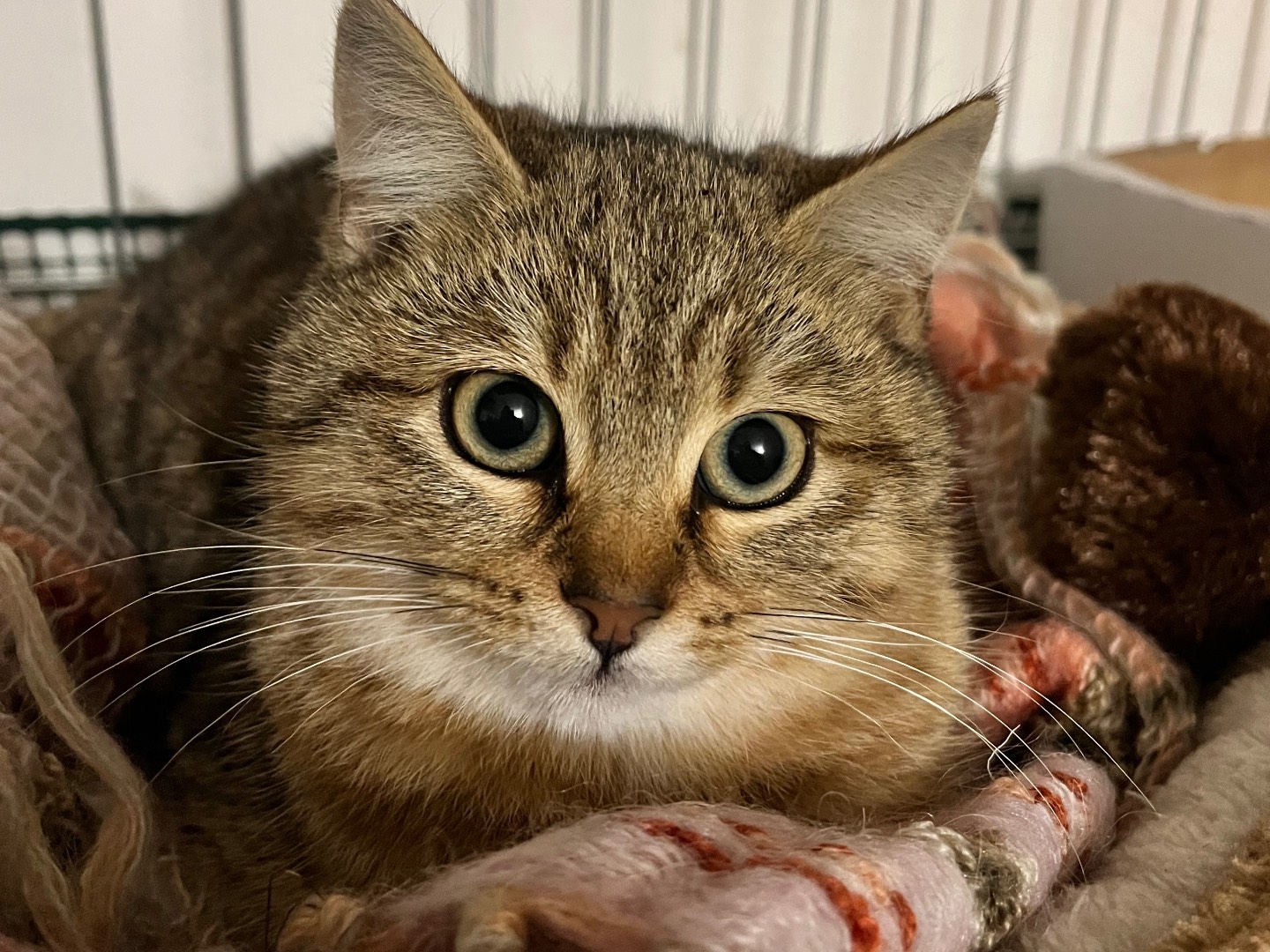 Adotta un gatto, femmina, 4 mesi, Padova