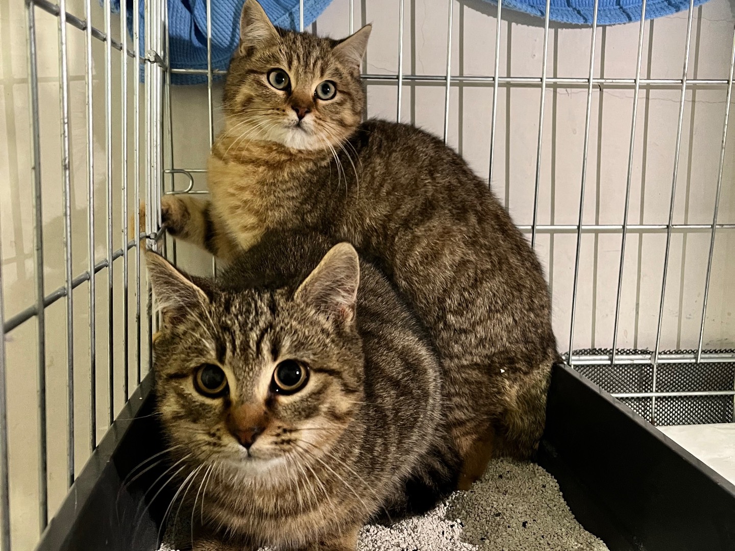 Adotta un gatto, taglia non valida, femmina, Padova