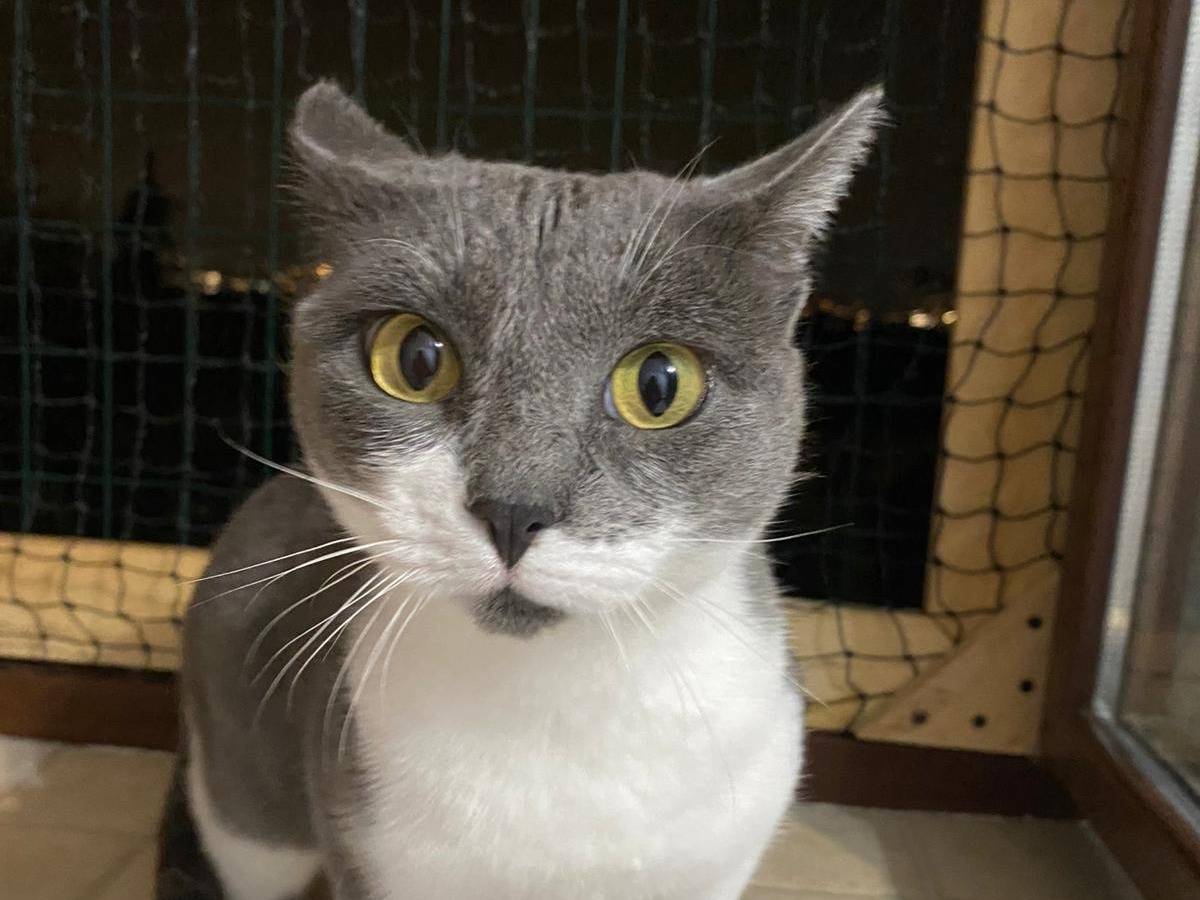 Adozione gatto, femmina, Razza sconosciuta Razza sconosciuta, 4 anni e 6 mesi, taglia non valida, Bergamo