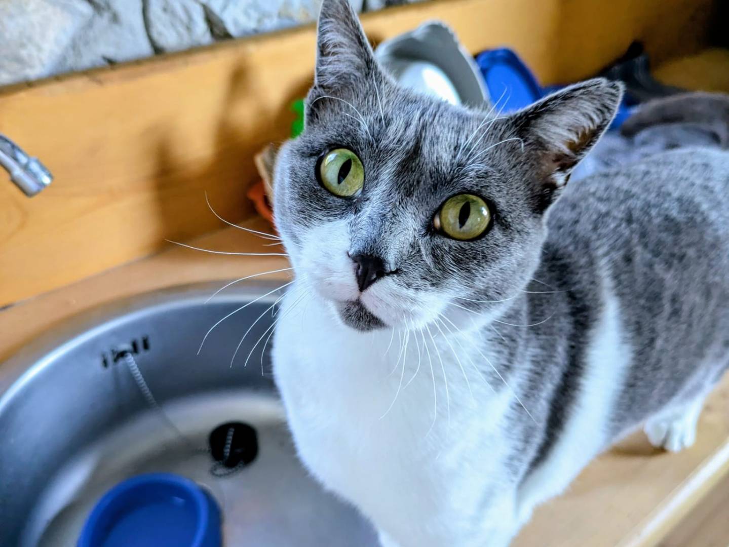 Adotta un gatto, femmina, 4 anni e 6 mesi, Bergamo