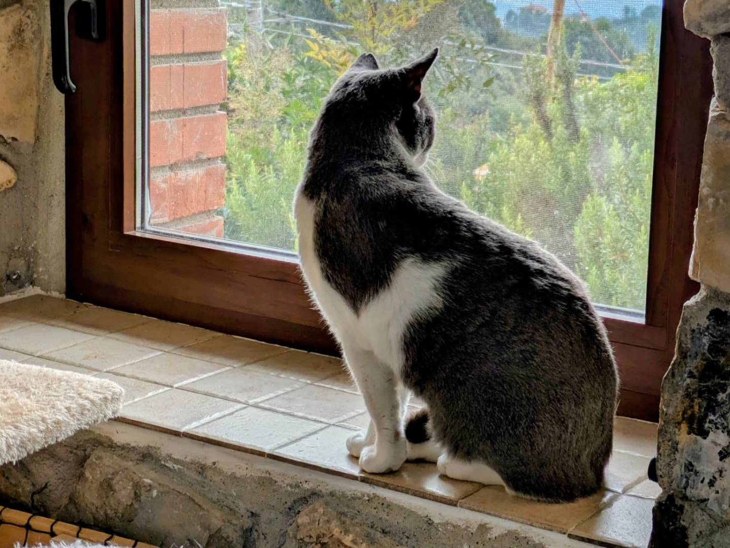 Adotta un gatto, taglia non valida, femmina, Bergamo