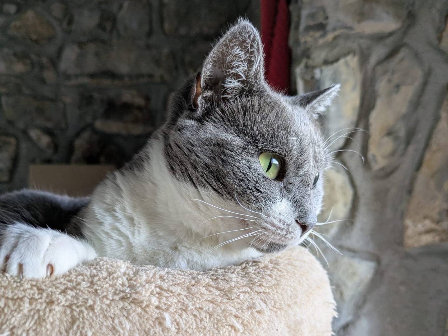 Vuoi adottare un gatto a Bergamo?