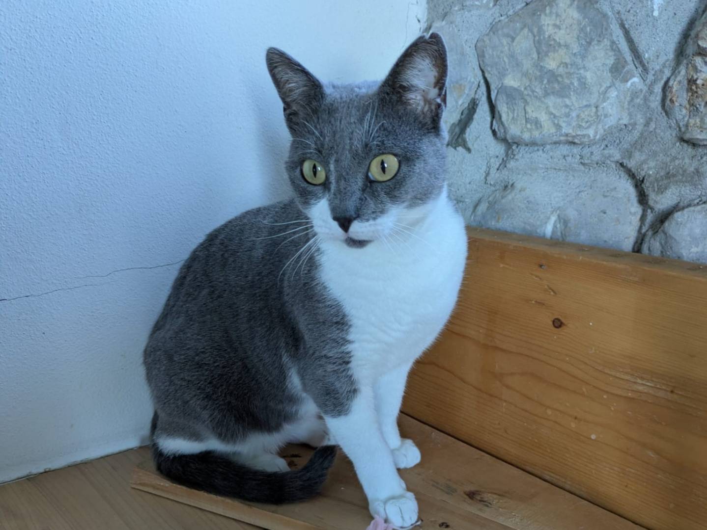 Adotta il gatto Mimi  a Bergamo