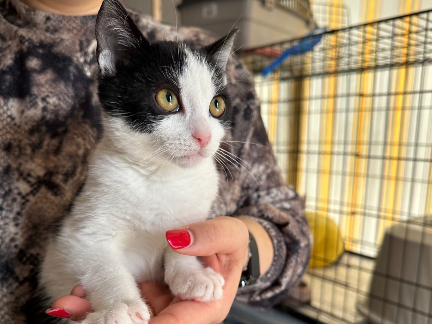 Adozione gatto, maschio, Razza sconosciuta Razza sconosciuta, 3 mesi, taglia non valida, Brindisi