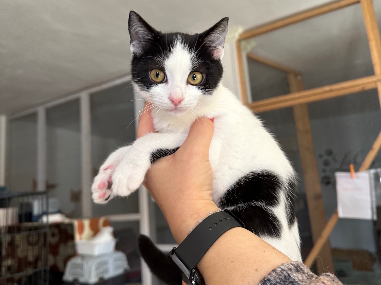 Adotta un gatto, maschio, 3 mesi, Brindisi