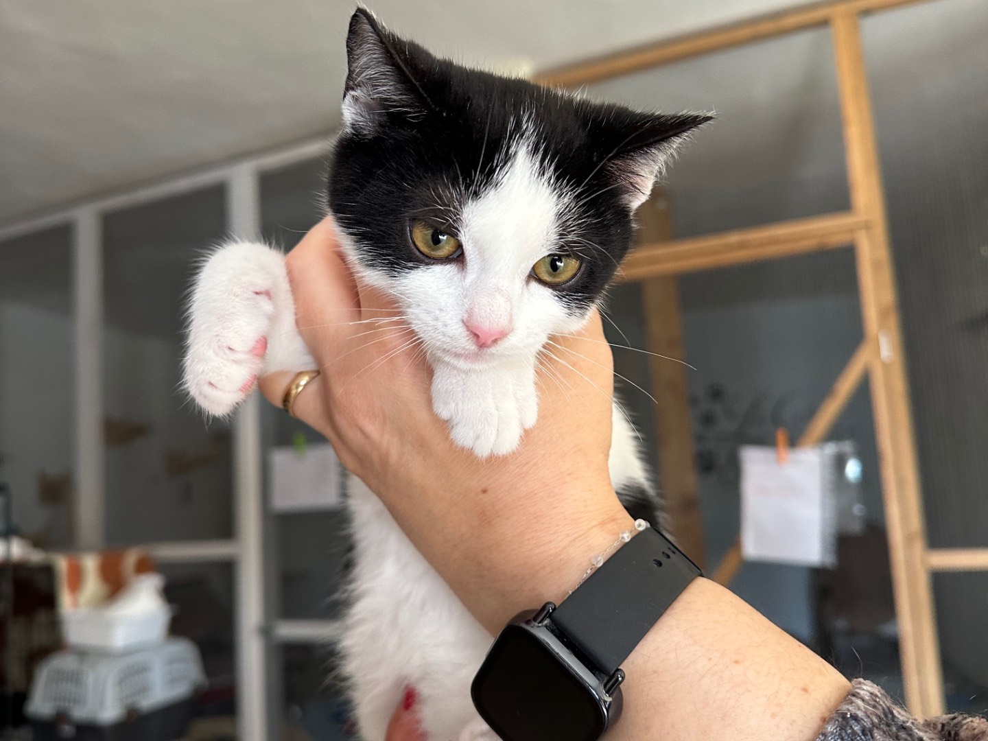 Adotta un gatto, taglia non valida, maschio, Brindisi