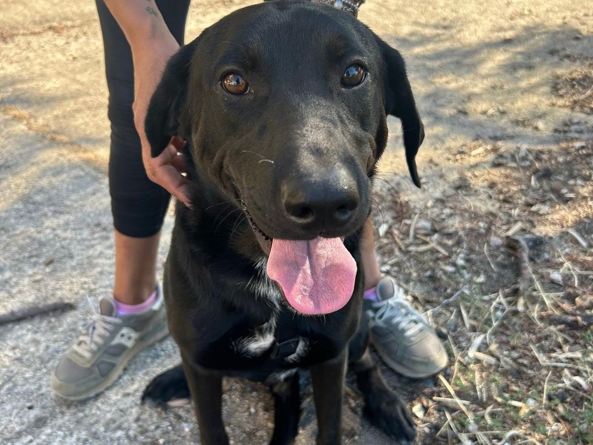 Adozione cane, maschio, Razza sconosciuta Razza sconosciuta, 2 anni e 10 mesi, taglia media, Catanzaro