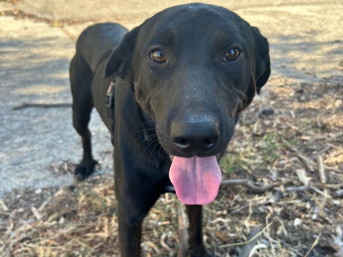 Adotta un cane, maschio, 2 anni e 10 mesi, Catanzaro