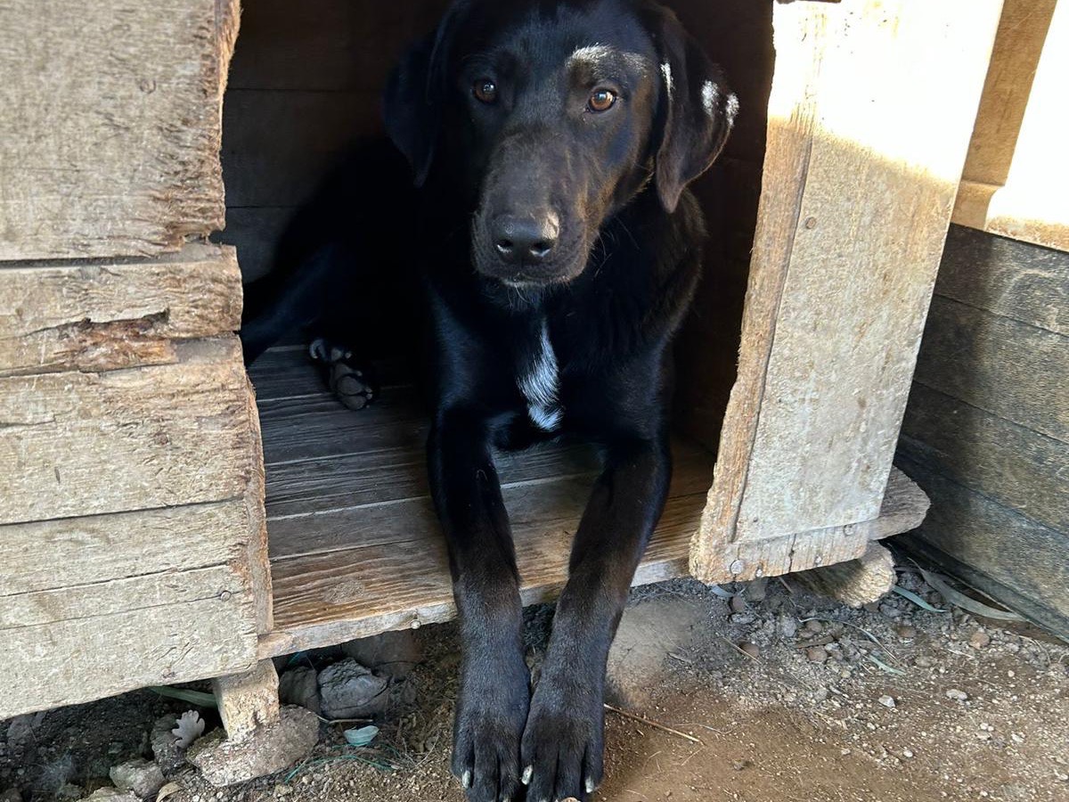 Adotta un cane, taglia media, maschio, Catanzaro
