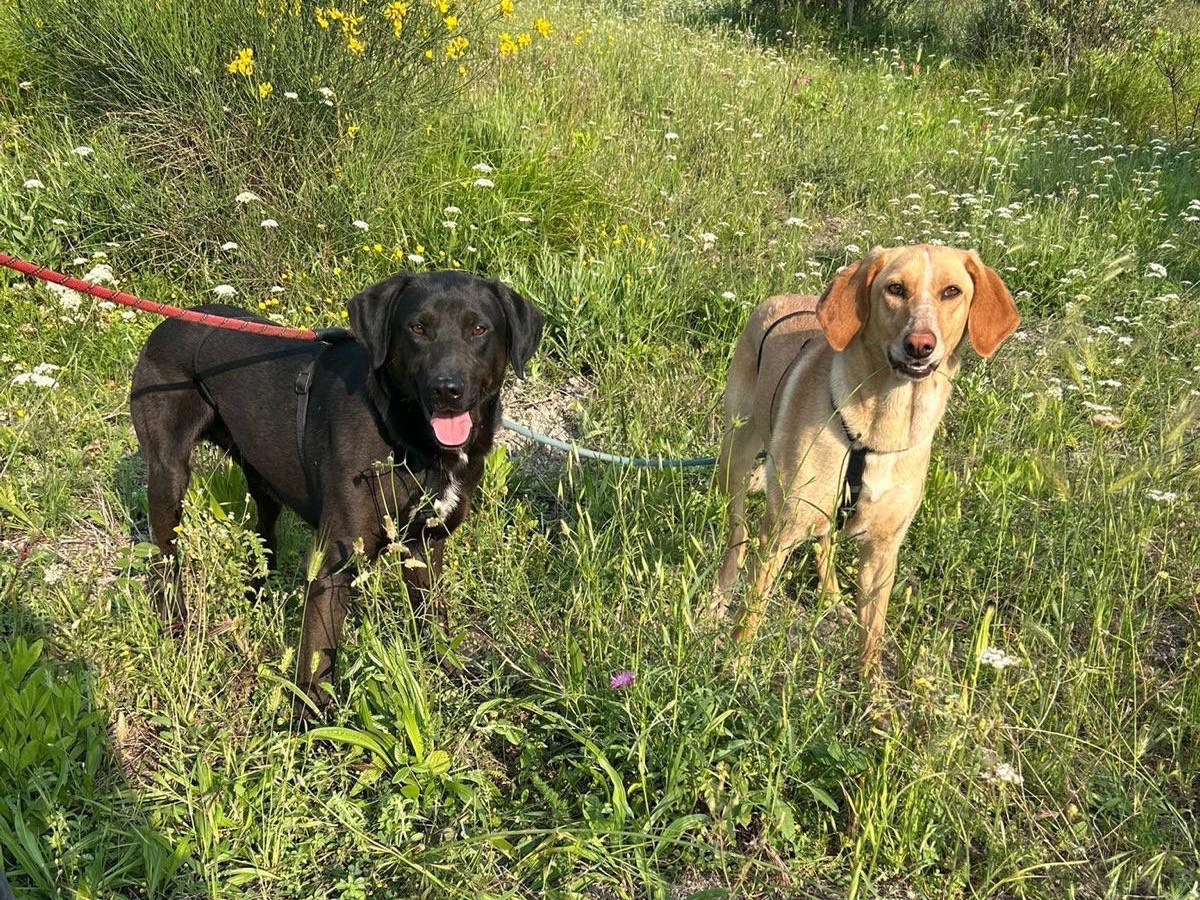 Vuoi adottare un cane a Catanzaro?