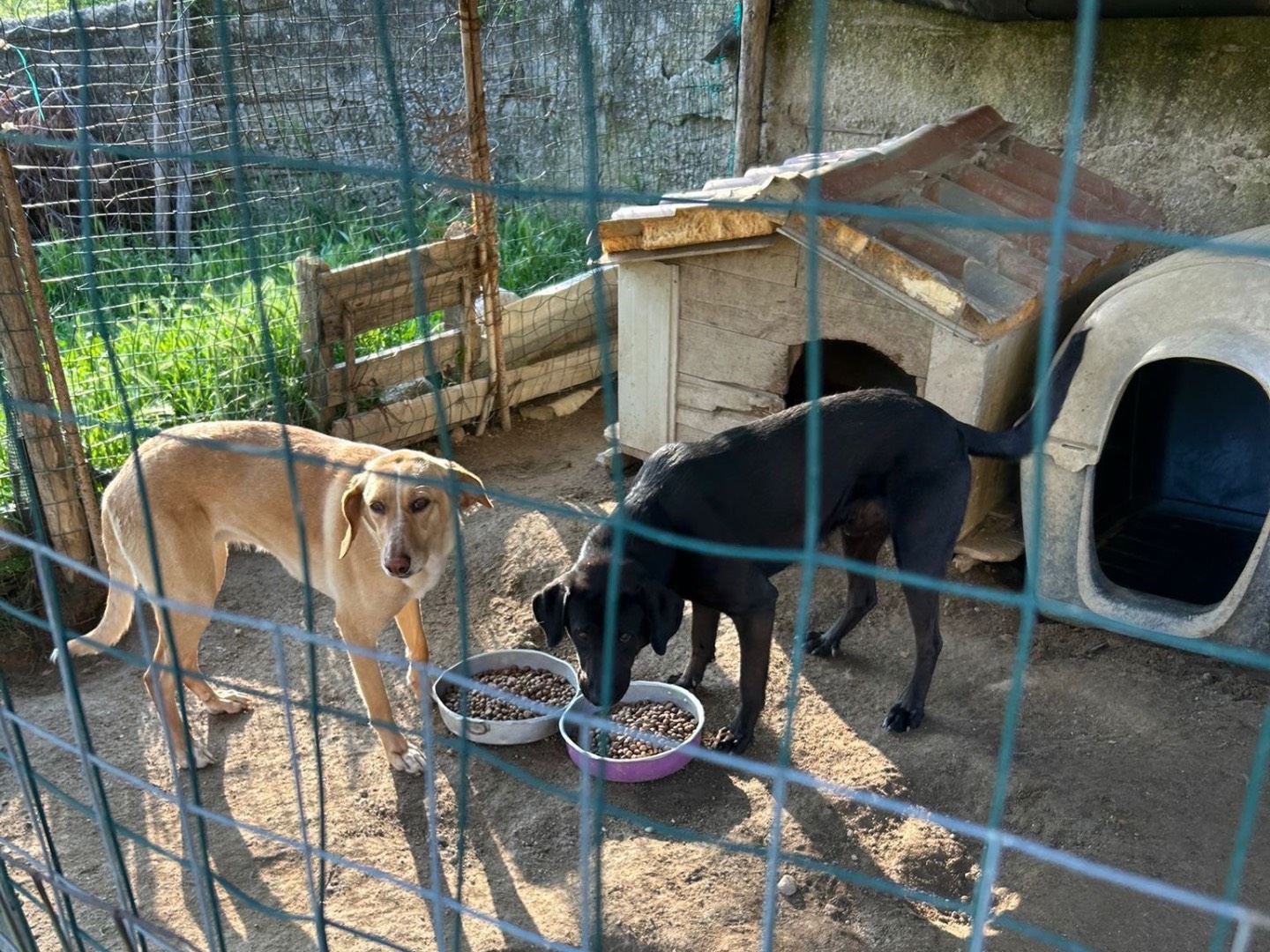Adotta il cane ROBY a Catanzaro