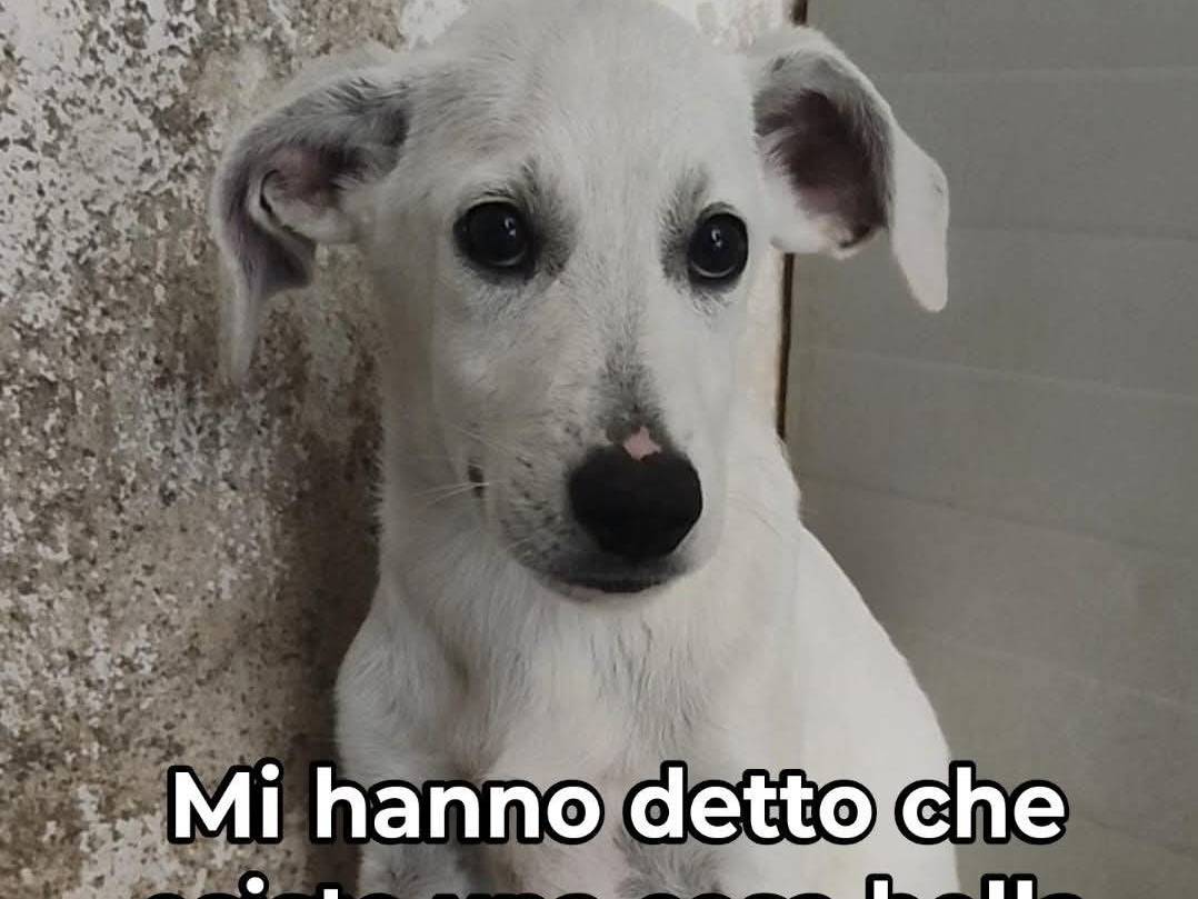 Adotta un cane, maschio, 5 mesi, Trapani