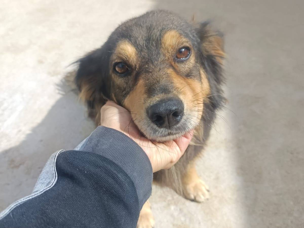 Adozione cane, maschio, Razza sconosciuta Razza sconosciuta, 3 anni e 2 mesi, taglia piccola, Avellino