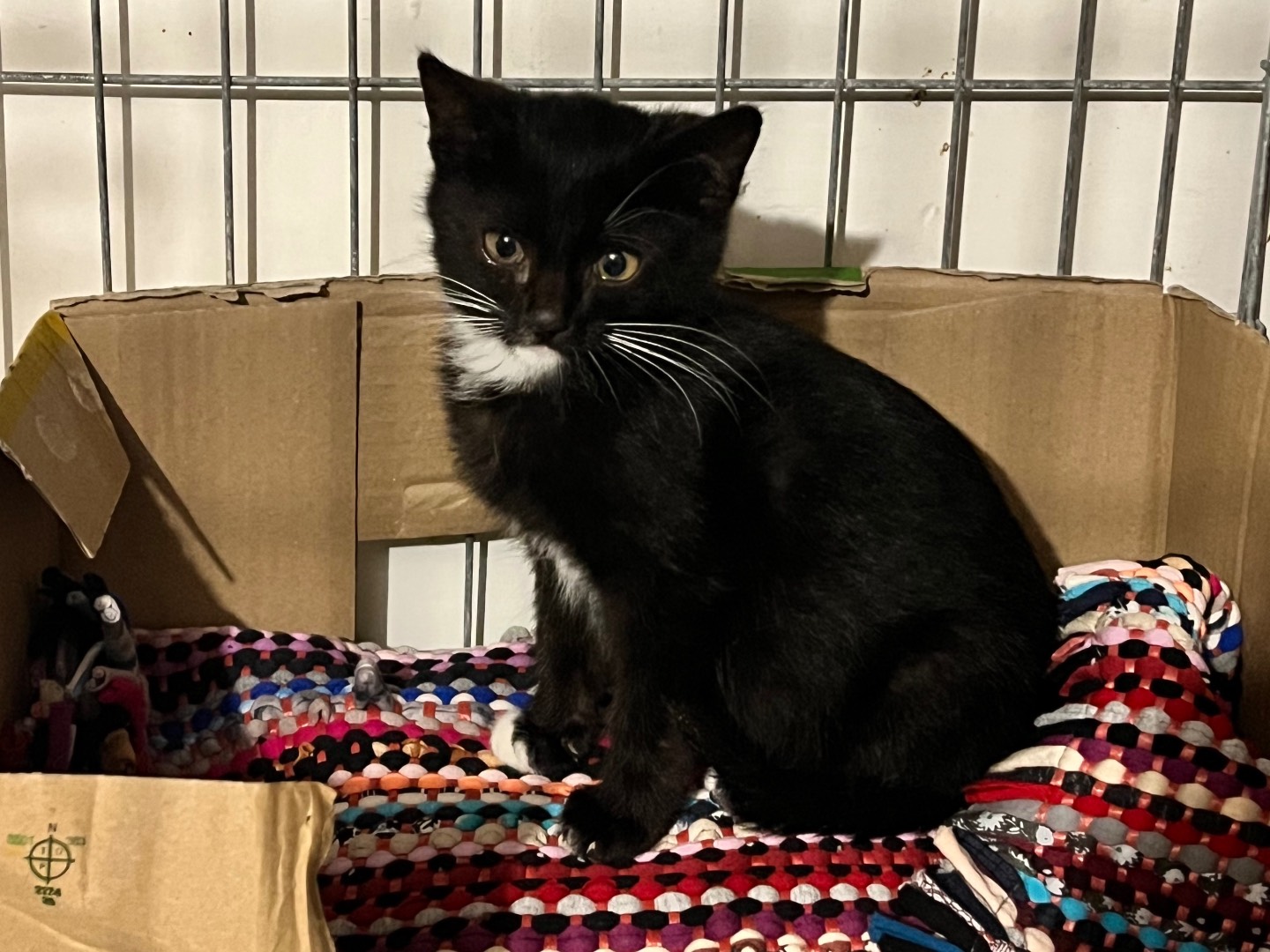 Adozione gatto, maschio, Razza sconosciuta Razza sconosciuta, 3 mesi, taglia non valida, Padova