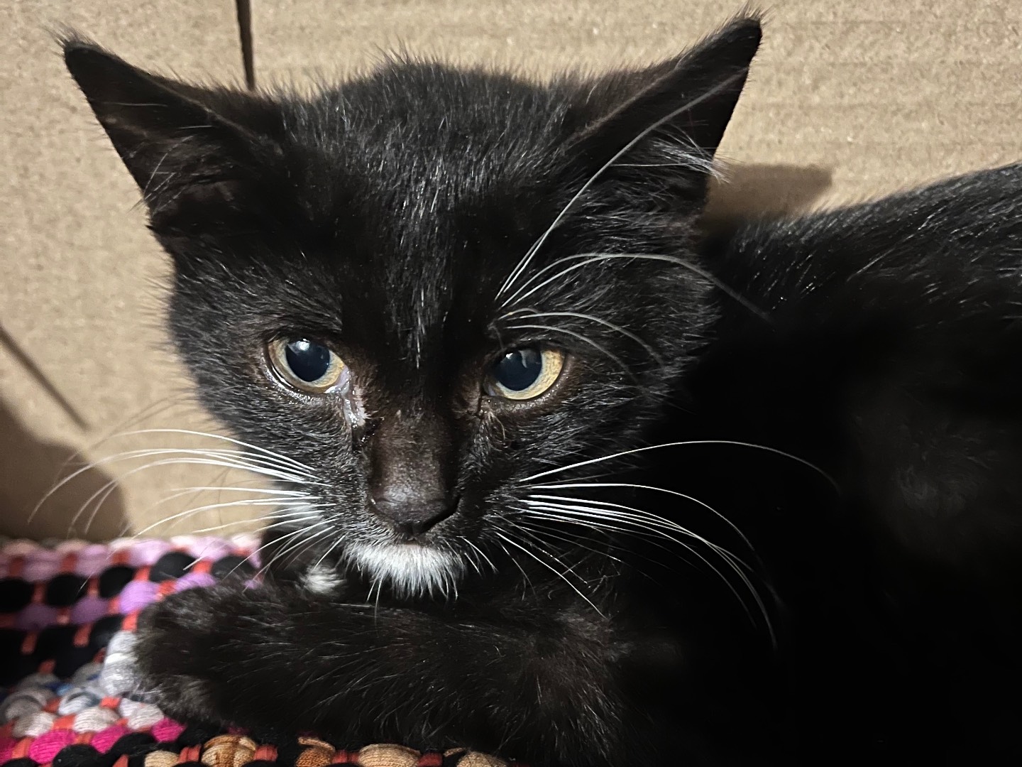 Adotta un gatto, maschio, 3 mesi, Padova