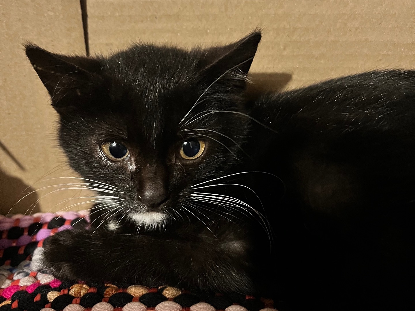 Adotta un gatto, taglia non valida, maschio, Padova