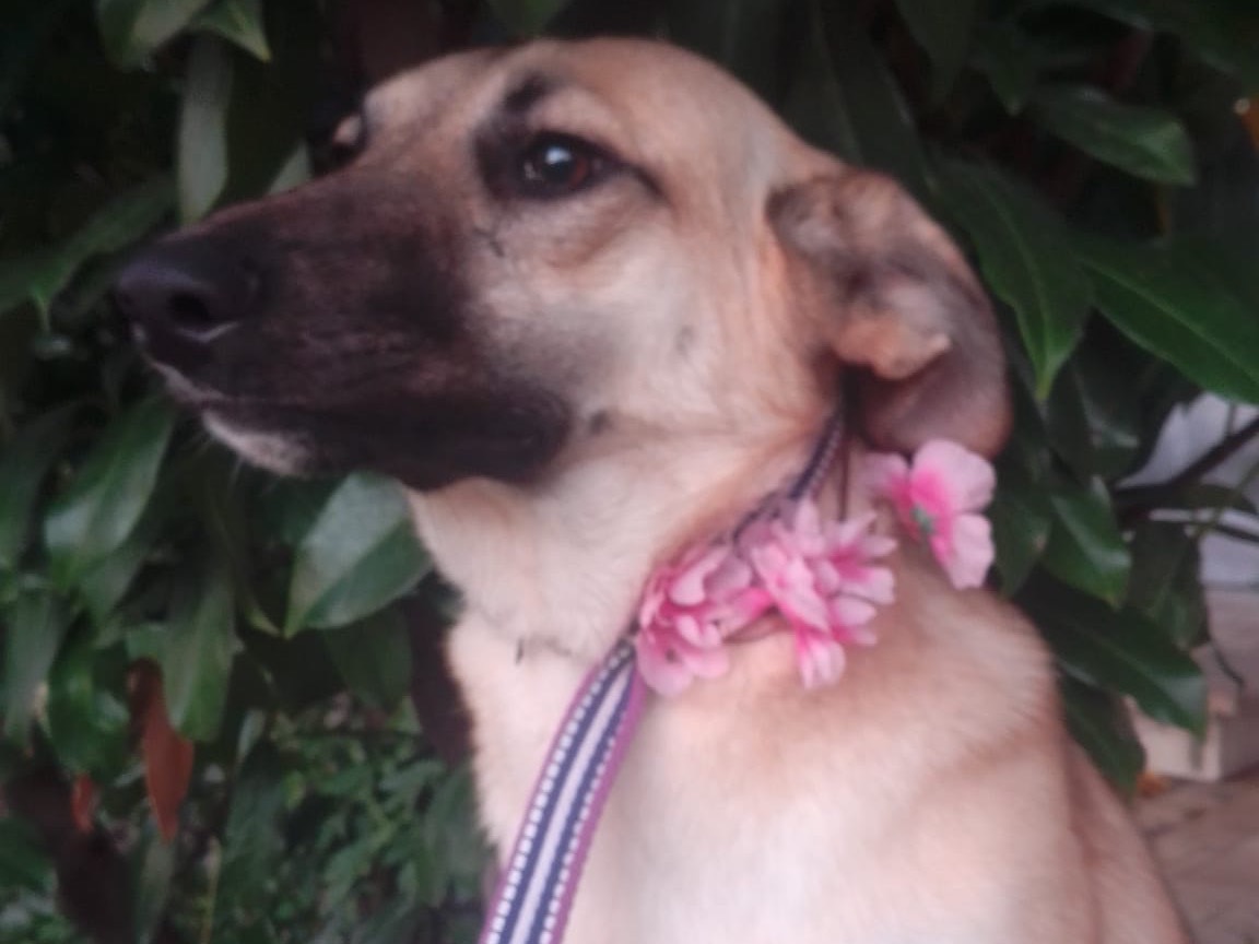 Adotta un cane, taglia media, femmina, Avellino