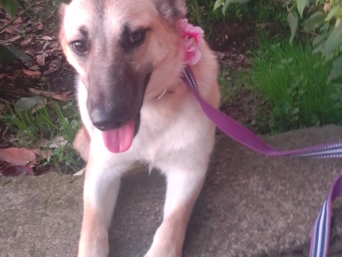 Adotta il cane KERRY a Avellino